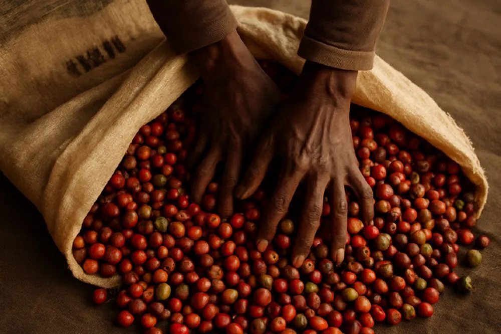Hands sorting fresh coffee cherries