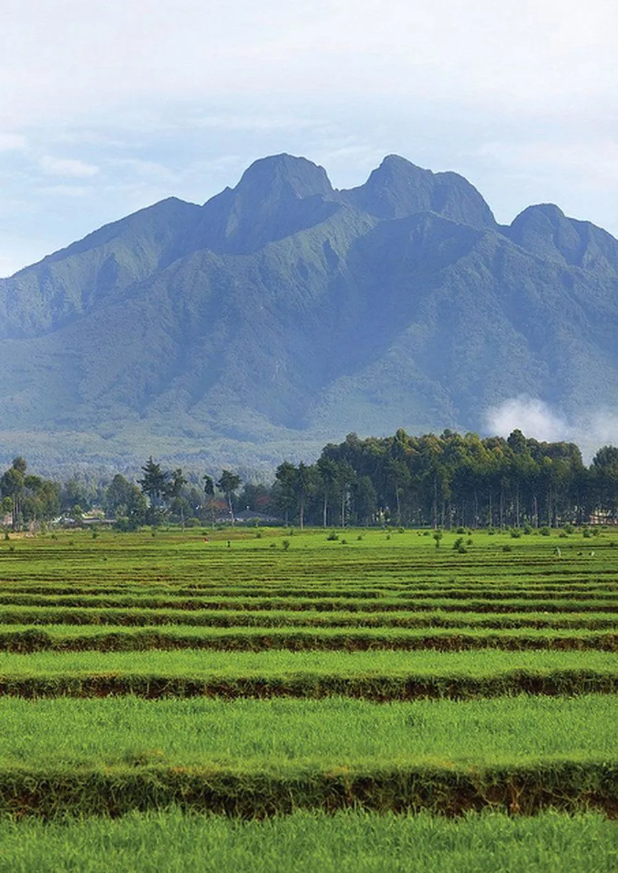 Rwanda Maraba coffee region