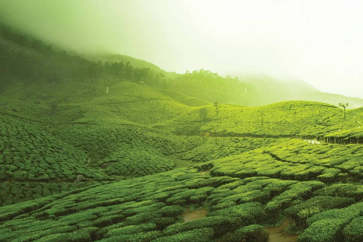 Colombia Coffee Axis region