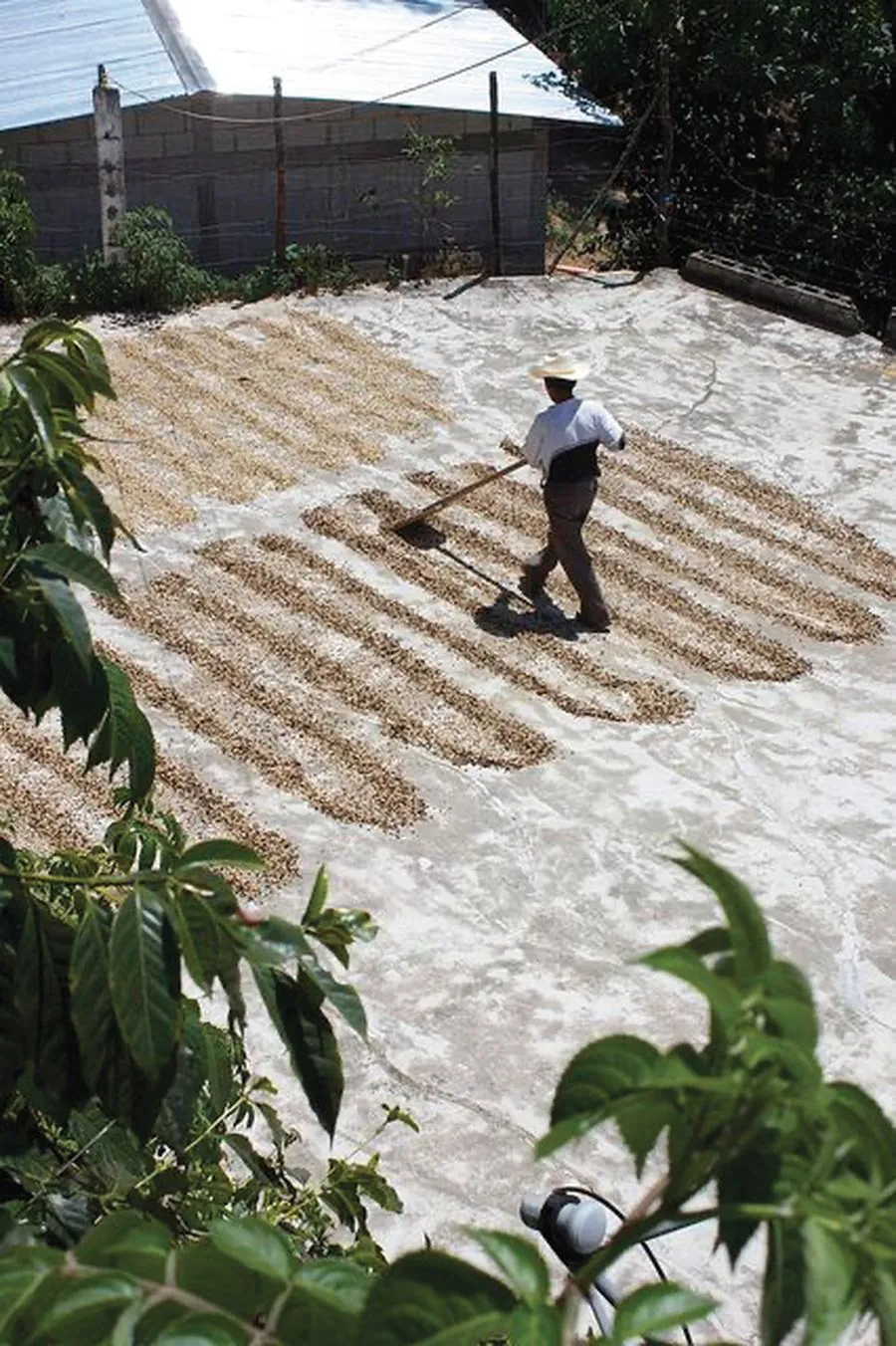 Yemen specialty microlot drying beds