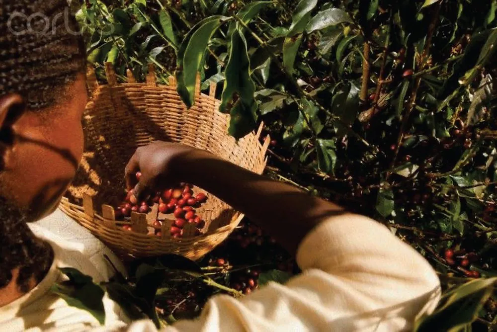 Close up of roasted coffee beans